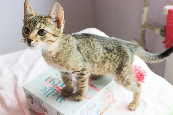 Élevage canin : comprendre, respecter et accompagner la naissance des chiens de race