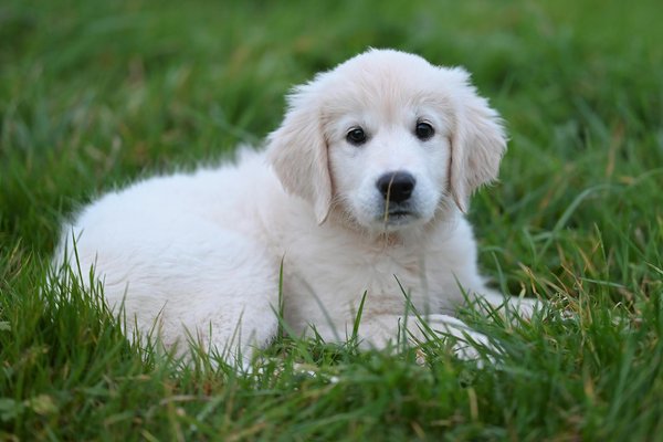 Découvrez des accessoires incontournables pour votre chien