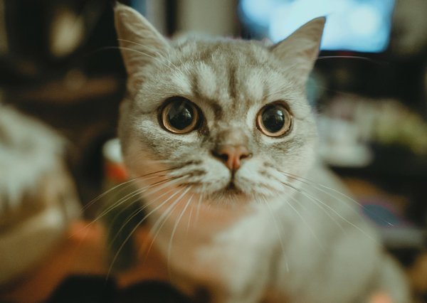 Comment cohabiter pacifiquement avec un chat sauvage?
